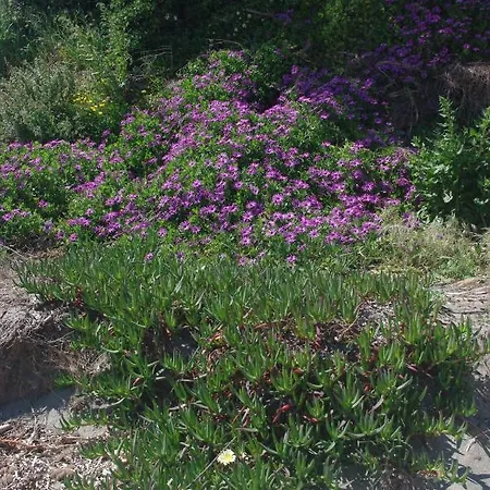 A Nuciola Les Pieds Dans L'eau Hte Corse * סרביון