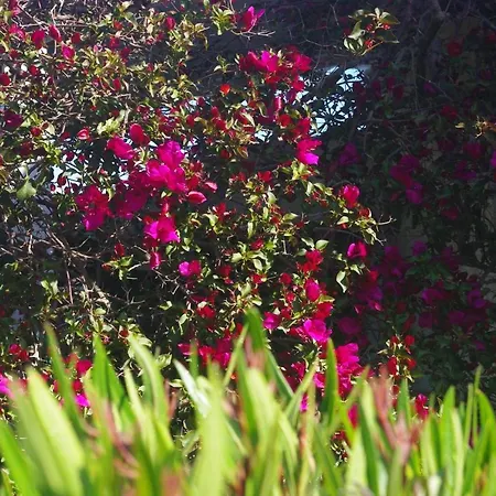 Feriehus A Nuciola Les Pieds Dans L'eau Hte Corse