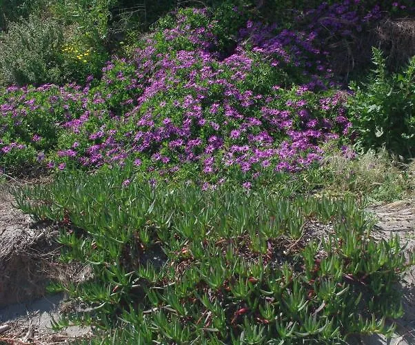 A Nuciola Les Pieds Dans L'eau Hte Corse * Cervione
